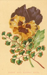 Pensée et capillaire
