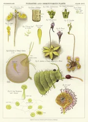 Parasites et plantes insectivores