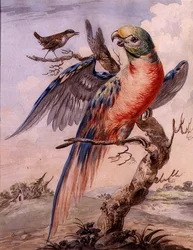 Perroquet