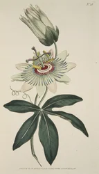 Passiflora Coerulea (Fleur de la Passion Commune), tirée de The Botanical Magazine or Flower Garden Displayed, pub. 1786