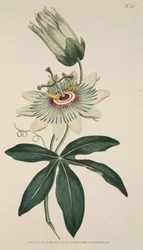 Passiflora Coerulea Fleur de la passion commune, pub. 1786 gravure coloriée à la main
