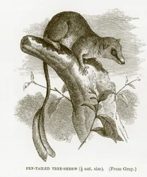 Toupaye à queue de plume, illustration de The Royal Natural History