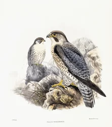 Faucon pèlerin - Falco Peregrinus, 1894-1899