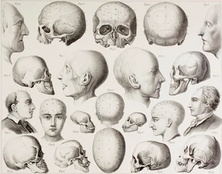 Illustration phrénologique montrant les relations psychologiques du cerveau, d