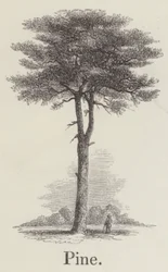 Pin (gravure)