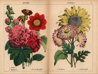 Dahlia rose, souci français cramoisi et jaune, rose trémière écarlate, tournesol jaune, figue-marie-rose et jaune citron, de "The Instructive Picturebook, or Lessons from the Vegetable World," [Charlotte Mary Yonge], Édimbourg