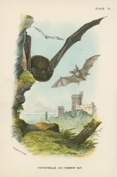 Pipistrelle ou Chauve-souris Commune