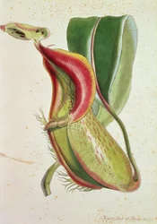 Plante carnivore : Nepenthes villosa (mangeuse d