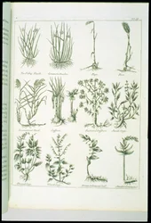 Plantes de Culpeper
