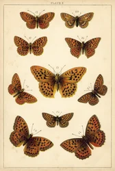 Planche de Nos papillons et mites du pays