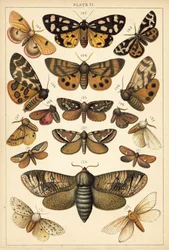 Planche de Nos papillons et mites du pays