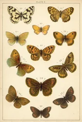 Planche de Nos papillons et mites du pays