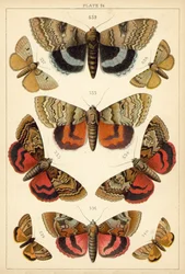 Planche de Nos papillons et mites du pays