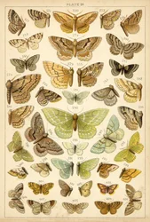 Planche de Nos papillons et mites du pays