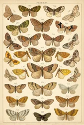 Planche de Nos papillons et mites du pays