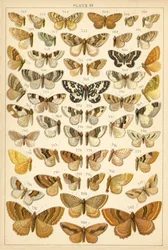 Planche de Nos papillons et mites du pays