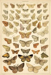 Planche de Nos papillons et mites du pays