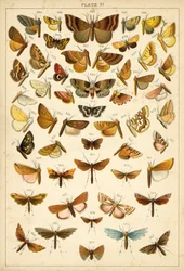 Planche de Nos papillons et mites du pays