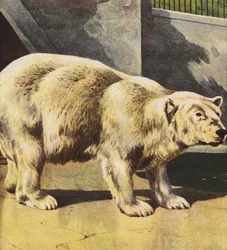 Ours polaire