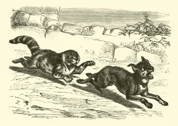 Pauvre chien Bright