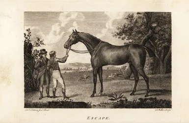 Portrait du célèbre coureur pur-sang Escape avec jockey et entraîneur