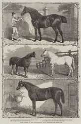 Chevaux primés au Agricultural Hall, Islington