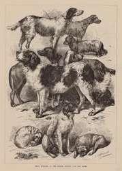 Gagnants des prix à la récente exposition canine du Kennel Club (gravure)
