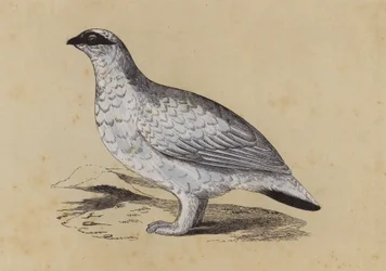 Lagopède