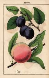 Prunes noir-violet et pêche rose, de 