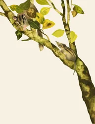 Musaraignes pygmées