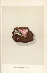 Opale du Queensland dans la matrice, de "Precious Stones and Gems" d