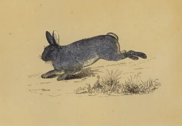 Lapin