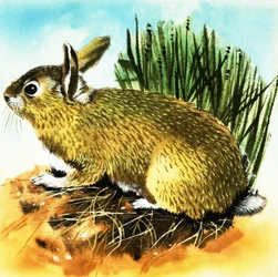 Lapin