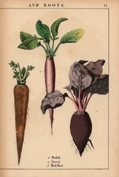 Radis, carotte et betterave rouge, de 