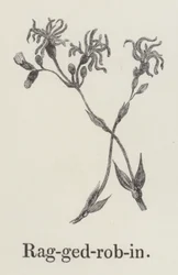 Lychnis
