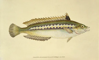Rainbow Wrasse, Pl.96 de "The Natural History of British Fishes", publié par E. Donovan et F.C.  J. Rivington.
