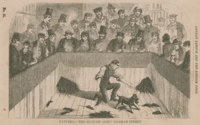 Chasse aux rats aux Graham Arms, Graham Street, Londres
