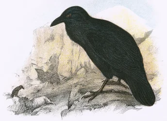 Corbeau