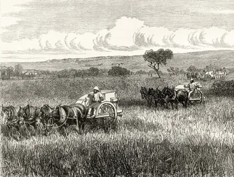 Moisson à South Adelaide, c.1880, de 