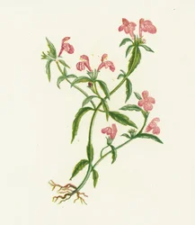 Galeopsis ladanum, Galeopsis Ladanum