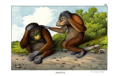 Orang-outan rouge