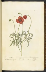Coquelicot rouge, Planche 2 de 