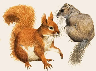 Écureuil roux et muscardin