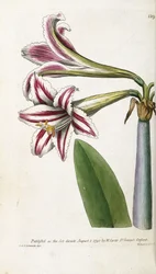Lys rayé rouge et blanc, 1799-1810