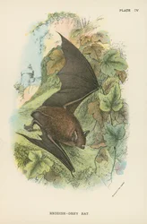 Chauve-souris gris-rouge
