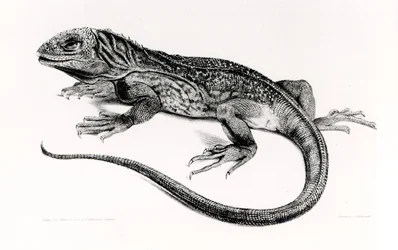 Reptile, illustration de 
