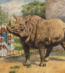 Rhinocéros
