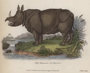 Rhinocéros (gravure en couleur)