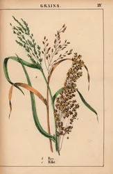 Riz et millet, de 