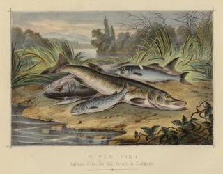 Poissons de rivière